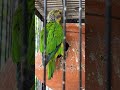 $Birds sit on pot $#youtubeshorts #viralvideo #trendingshorts #birds #parrot