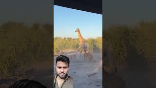 Lion vs Giraffe – Jungle 🔥🦁🦒 #animals #wildanimals #india #funny