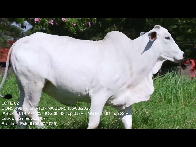 Lote 02   Leilão Trio Bonsucesso   Etapa Fêmeas Jovens