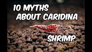10 Myths About Keeping and Breeding Caridina Shrimp That Will Surprise You