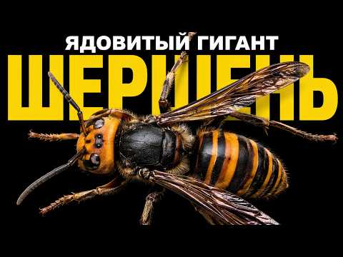 ШЕРШЕНЬ: насколько он опасен на самом деле?