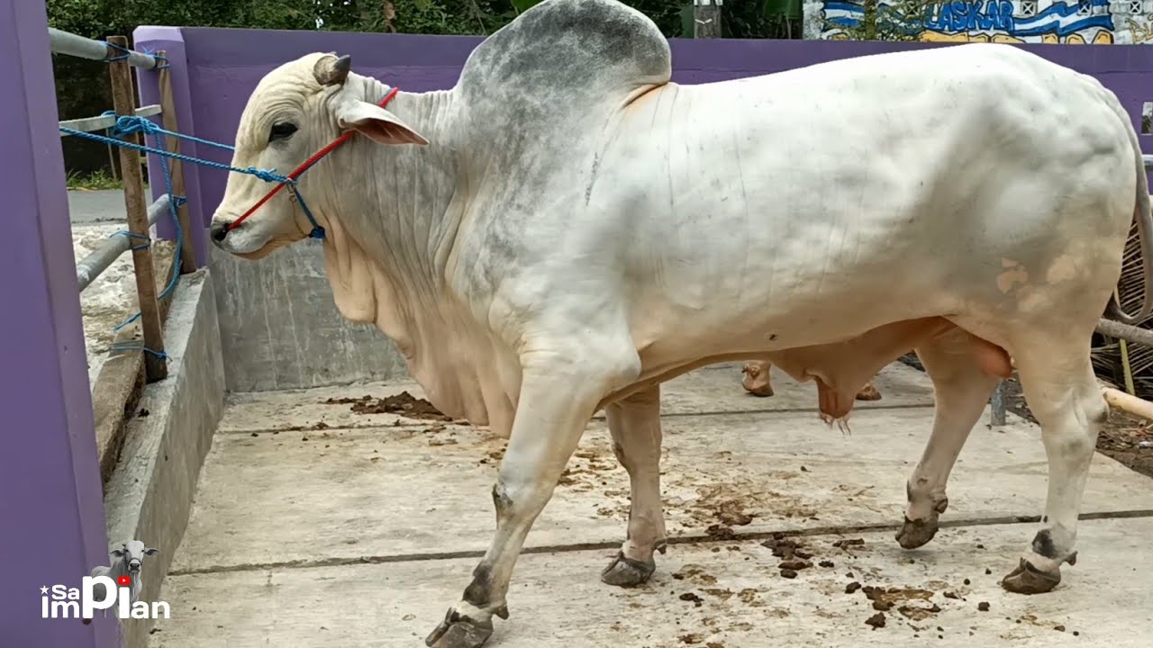 Dolan Ke Satya Lembu Farm !! Warna Kandang Jadi Pembeda !! Semua Sapi Betina Hamil Tunggu Panen !!