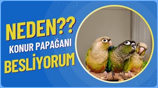 NEDEN KONUR PAPAĞANI BESLİYORUM?