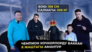 Таластын жөнөкөй короосундагы миллионго тете кочкорлору