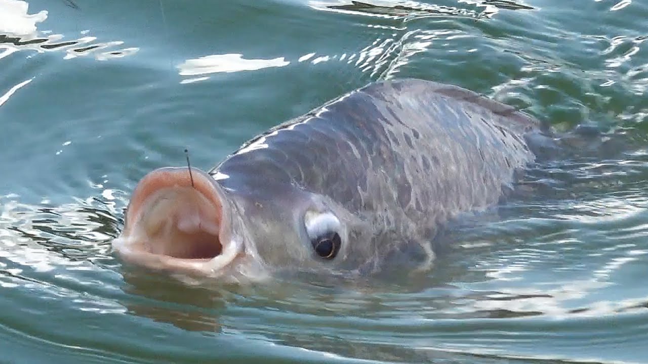 Câu RÔ PHI TO - Chọn nhịp phao đánh rô phi cũ hiệu quả