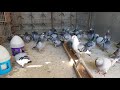 #سباق نادي شروق ديالى. سباق جهاز البينزنگ الالماني Benzing