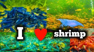 All My Shrimp Tanks - Millions of Shrimp - Do You Love Shrimp?
