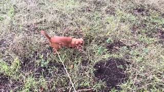 Ruby Recall Practice Session Dec 17-19