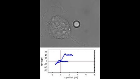 Using optical tweezers to measure cell stiffness