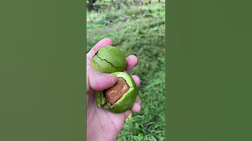 Как растет и выглядит молодой Грецкий орех