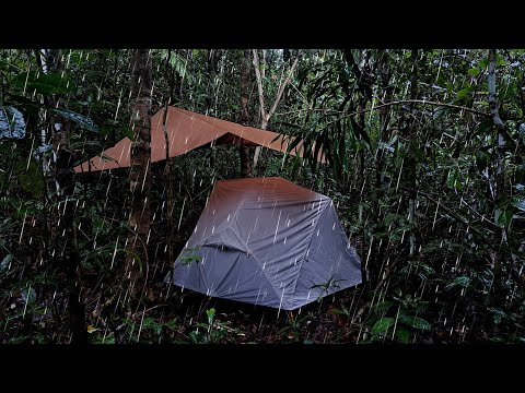 Video: Apakah suhu di hutan hujan sederhana?