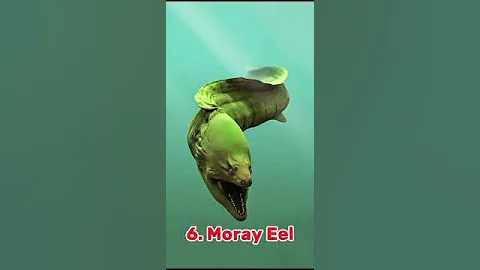 Top 10 most Dangerous Sea Creatures in the world 😱 #animals #shark #trending