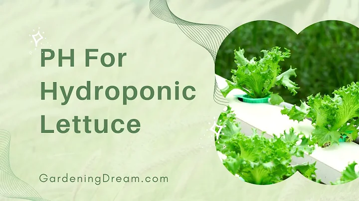 PH For Hydroponic Lettuce
