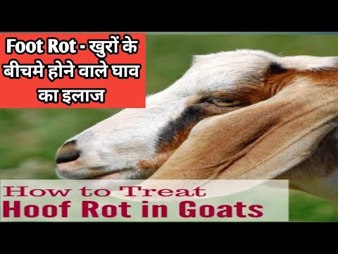 foot rot in goats | bakri k khor ka ilaj | foot scald in goats