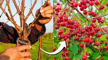 How to Prune Cherry Trees for Maximum Production