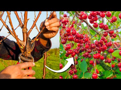 Video: Columnar cherry: description, care, cultivation features and reviews