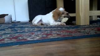 Pluto Brittany Spaniel Puppy Is Playing, Licking Camera