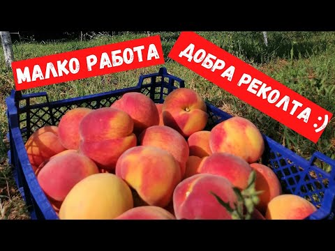 Видео: Картофи 