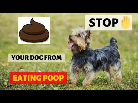 Videó: Hogyan Képezd Ki A Yorkshire Terrier-t