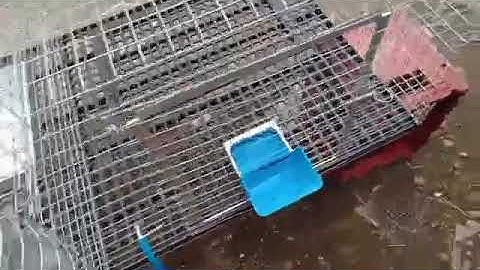 2in1 rabbit cage with removable nest box 🐇🐇