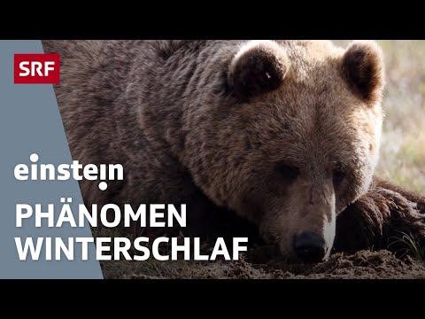 Video: Warum Schlafen Braunbären Den Ganzen Winter?