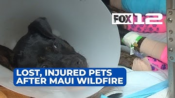 Maui Humane Society volunteers search through Lahaina ashes for lost, injured pets
