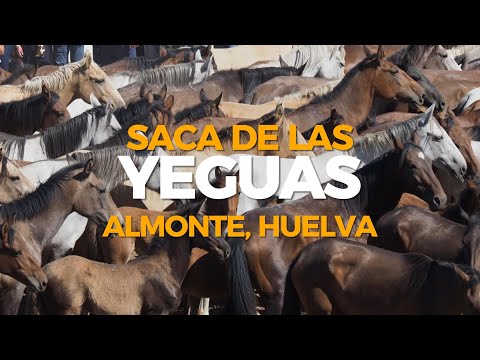 La Saca de las Yeguas en Almonte, Huelva (4K)