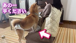 柴犬小春kohachannel Youtube