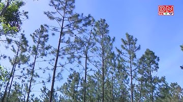 Nguy cơ cháy rừng tại tỉnh Bình Định ở cấp cực kỳ nguy hiểm