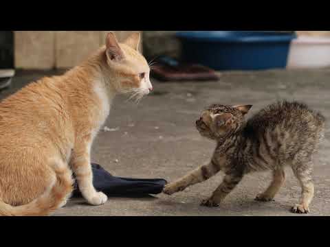 Cats and Kittens Meowing - Kitten fights with adult cat for the first time [Protective kitten]