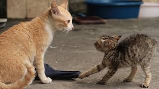 Kittens fight with adult cats for the first time [Protective kittens] Cats and Kittens Meowing