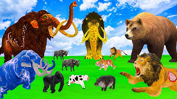 5 Giant Elephant Cow Vs Giant Angry Indian Elephant Vs 5 Giant Lion Tiger Saved By Wolly Mammoth