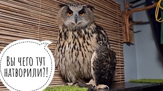 Owl Yoll has returned to her apartment in Moscow, and there are new tenants there!
