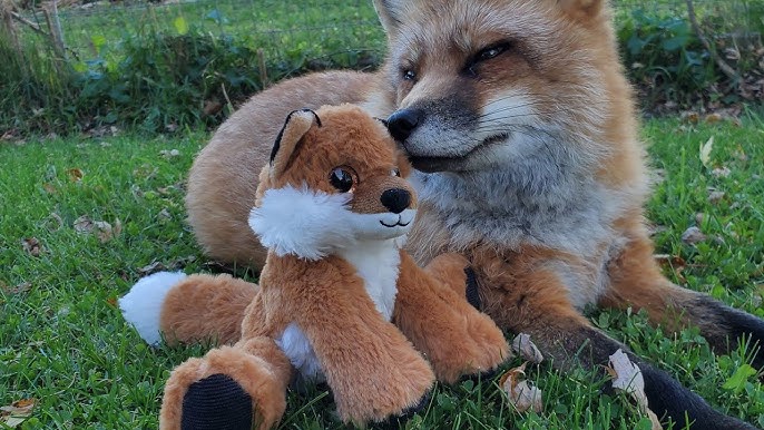 FOX STUFFED ANIMAL • Presbyterian Mo-Ranch Assembly