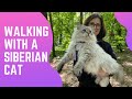 Walking with a Siberian cat の動画、YouTube動画。