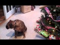 Our Boxer Our Boxer