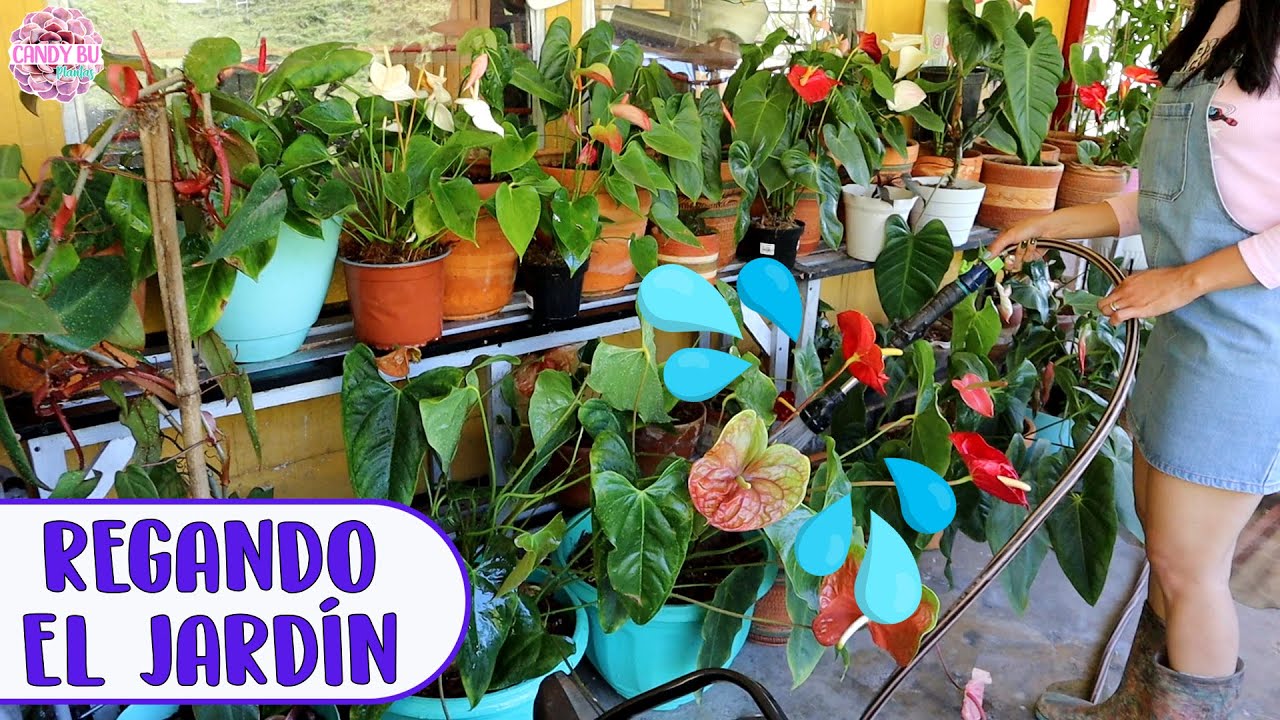 REGANDO EL JARDÍN EN LA NUEVA FINCA: Lo bueno, lo malo y lo feo después de la mudanza │Candy Bu