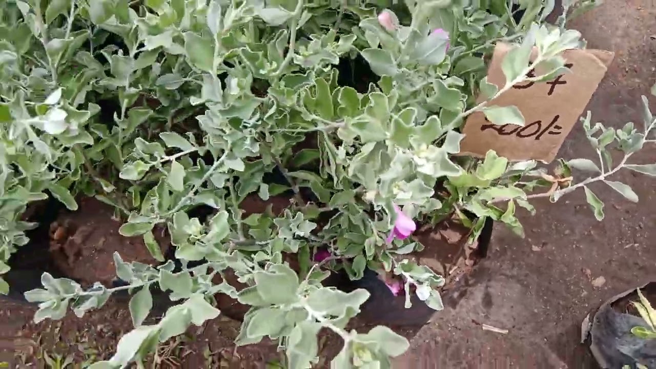 අදත් Rs40 සිට පැල ගන්න එන්න  078 6094585 call කරන්න  ❤️🌹