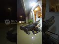 GIANT ALLIGATOR at the front door! 🐊 #Scary #Gator #Sora #AI