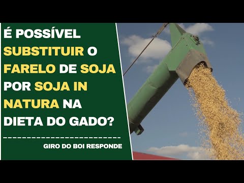 É POSSÍVEL SUBSTITUIR O FARELO DE SOJA POR SOJA IN NATURA NA DIETA DO GADO?