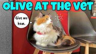 Health Checkup - Olive Visits The Vet