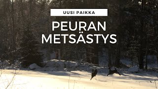 Peuranmetsästys Whitetail Deer Hunting