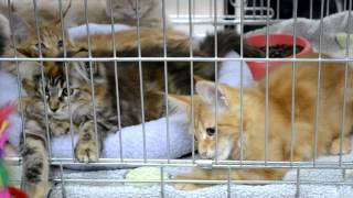 Выставка кошек в Сумах Выставка кошек в Сумах