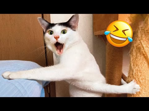 Видео: Самые смешные животные 🤩 Новые смешные кошки и собаки 😹🐶 Часть 20