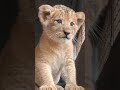 Baby Simba Roaring