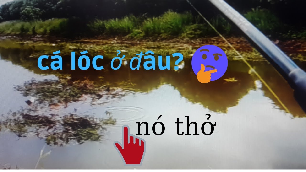 Cách quăng đúng điểm có cá lóc cho người mới đỡ tốn thời gian - Vinh Ròm