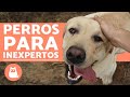 5 RAZAS DE PERROS para PRINCIPIANTES ✅ (¡La Última es la mejor!)