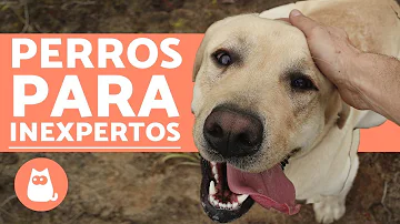 ¿Cuál es el perro más fácil de tener?