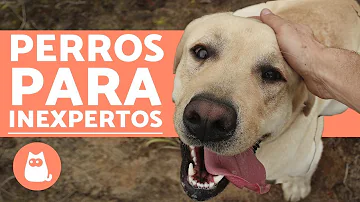 ¿Cuál es el mejor perro para una mujer soltera?