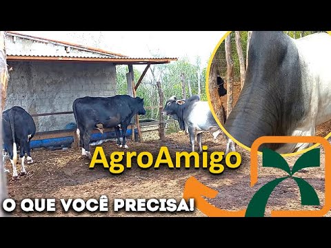 Vídeo: Como Registrar A Propriedade De Terras Não Privatizadas